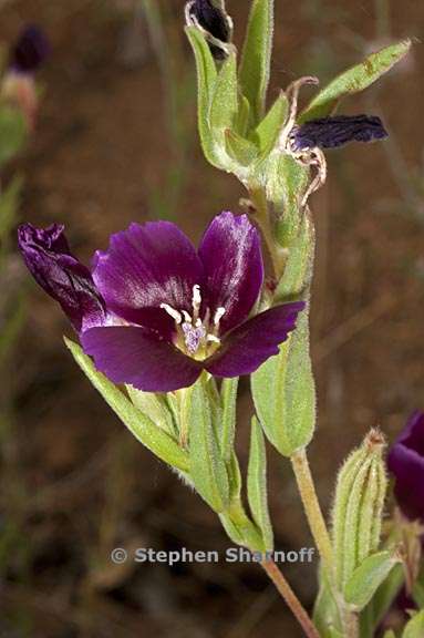 clarkia purpurea ssp quadrivulnera 1 graphic